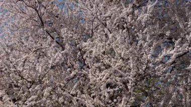 Güneşli bir bahar gününde güzel bir çiçek ağacı.