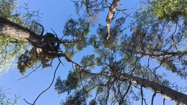 Ormandaki çam ağaçları, tepeden tırnağa