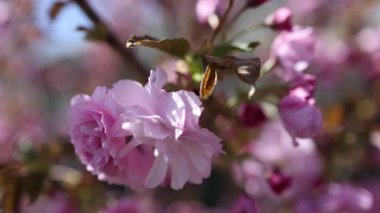 Güzel pembe kiraz ağaçları, güzel sakura çiçekleri parkta.