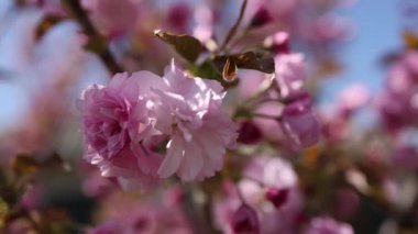 Güzel pembe kiraz ağaçları, güzel sakura çiçekleri parkta.