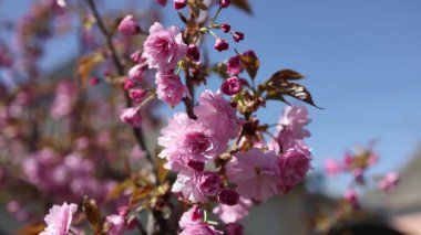 Güzel pembe kiraz ağaçları, güzel sakura çiçekleri parkta.