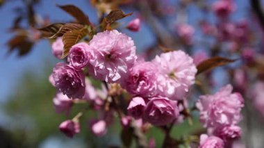Güzel pembe kiraz ağaçları, güzel sakura çiçekleri parkta.