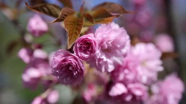 Güzel pembe kiraz ağaçları, güzel sakura çiçekleri parkta.