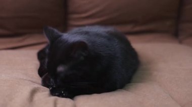 Siyah kedi kanepede yatar ve kendini yıkarken kendini yalar.