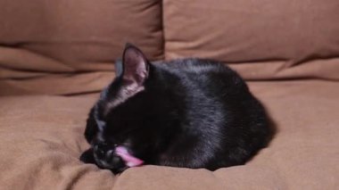 Siyah kedi kanepede yatar ve kendini yıkarken kendini yalar.