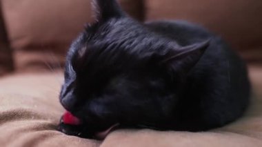 Siyah kedi kanepede yatar ve kendini yıkarken kendini yalar.