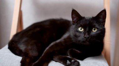 Dikkatlice önüne bakan siyah bir kedinin yakın çekimi.