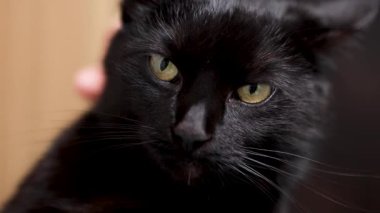 İnsan eli kapanış Siyah evcil kedi okşama