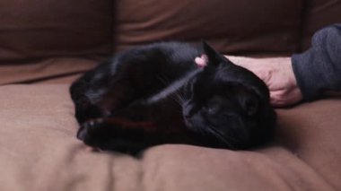 İnsan eli kapanış Siyah evcil kedi okşama