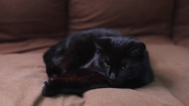 Siyah kedi kanepede uzanıyor ve etrafa bakıyor.