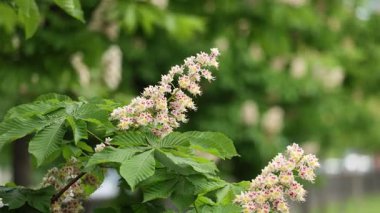 Çiçek açan bir kestane ağacının dalına yakın plan