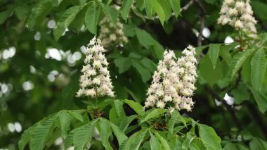 Çiçek açan bir kestane ağacının dalına yakın plan