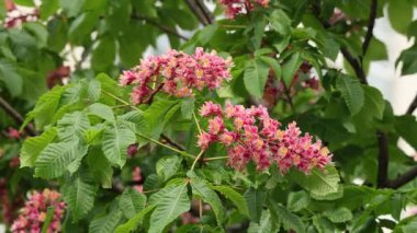 Canlı kırmızı at kestane ağacının yakın plan görüntüsü.