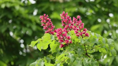 Canlı kırmızı at kestane ağacının yakın plan görüntüsü.
