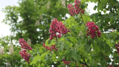 Canlı kırmızı at kestane ağacının yakın plan görüntüsü.