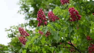 Canlı kırmızı at kestane ağacının yakın plan görüntüsü.