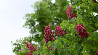 Canlı kırmızı at kestane ağacının yakın plan görüntüsü.