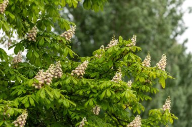 Baharda parkta çiçek ve kestane yaprakları. Yaygın kestane çiçekleri