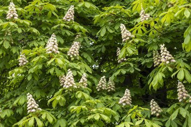 Baharda parkta çiçek ve kestane yaprakları. Yaygın kestane çiçekleri