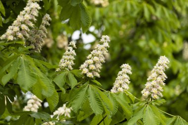 Baharda parkta çiçek ve kestane yaprakları. Yaygın kestane çiçekleri