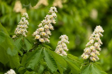 Baharda parkta çiçek ve kestane yaprakları. Yaygın kestane çiçekleri