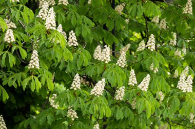 Baharda parkta çiçek ve kestane yaprakları. Yaygın kestane çiçekleri
