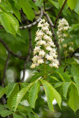 Baharda parkta çiçek ve kestane yaprakları. Yaygın kestane çiçekleri