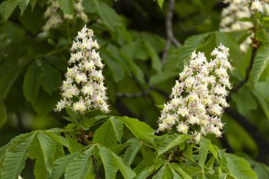 Baharda parkta çiçek ve kestane yaprakları. Yaygın kestane çiçekleri