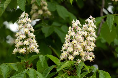 Baharda parkta çiçek ve kestane yaprakları. Yaygın kestane çiçekleri