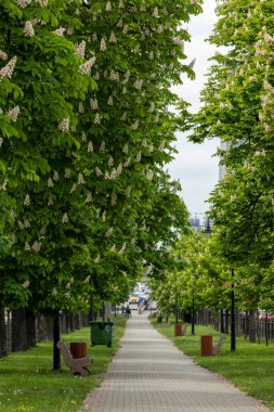 Çiçek açan kestane ağaçlarıyla dolu boş bir sokak. Bulvarları ve arabaları olan modern bir metropolde doğanın bir köşesi..