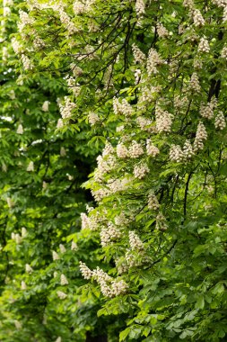 Baharda parkta çiçek ve kestane yaprakları. Yaygın kestane çiçekleri