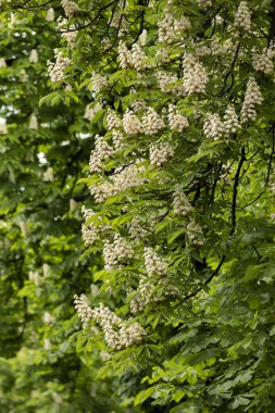 Baharda parkta çiçek ve kestane yaprakları. Yaygın kestane çiçekleri