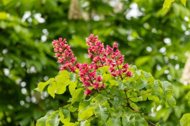 Baharda parkta canlı çiçekler ve kırmızı at kestanesi yaprakları. Yaygın kestane çiçekleri