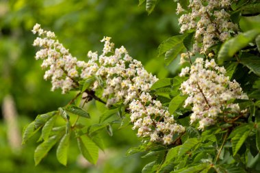 Baharda parkta çiçek ve kestane yaprakları. Yaygın kestane çiçekleri