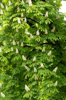 Baharda parkta çiçek ve kestane yaprakları. Yaygın kestane çiçekleri