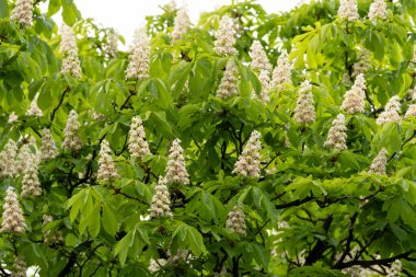 Baharda parkta çiçek ve kestane yaprakları. Yaygın kestane çiçekleri