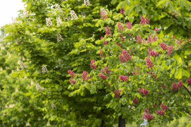 Baharda parkta canlı çiçekler ve kırmızı at kestanesi yaprakları. Yaygın kestane çiçekleri