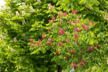 Baharda parkta canlı çiçekler ve kırmızı at kestanesi yaprakları. Yaygın kestane çiçekleri