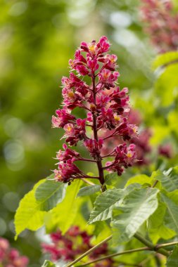 Baharda parkta canlı çiçekler ve kırmızı at kestanesi yaprakları. Yaygın kestane çiçekleri