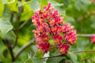 Baharda parkta canlı çiçekler ve kırmızı at kestanesi yaprakları. Yaygın kestane çiçekleri