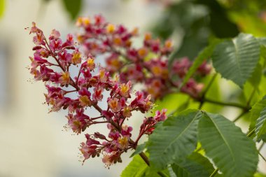 Baharda parkta canlı çiçekler ve kırmızı at kestanesi yaprakları. Yaygın kestane çiçekleri