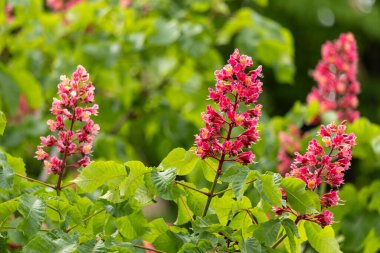 Baharda parkta canlı çiçekler ve kırmızı at kestanesi yaprakları. Yaygın kestane çiçekleri