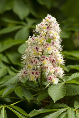 Baharda parkta çiçek ve kestane yaprakları. Yaygın kestane çiçekleri