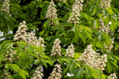 Baharda parkta çiçek ve kestane yaprakları. Yaygın kestane çiçekleri