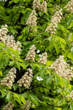 Baharda parkta çiçek ve kestane yaprakları. Yaygın kestane çiçekleri