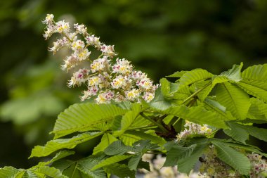Baharda parkta çiçek ve kestane yaprakları. Yaygın kestane çiçekleri