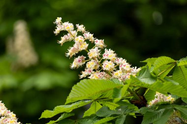 Baharda parkta çiçek ve kestane yaprakları. Yaygın kestane çiçekleri