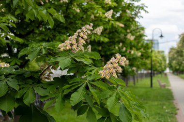 Baharda parkta çiçek ve kestane yaprakları. Yaygın kestane çiçekleri