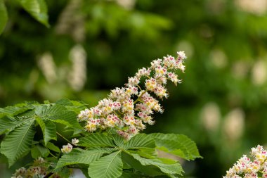 Baharda parkta çiçek ve kestane yaprakları. Yaygın kestane çiçekleri