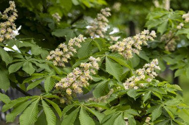 Baharda parkta çiçek ve kestane yaprakları. Yaygın kestane çiçekleri